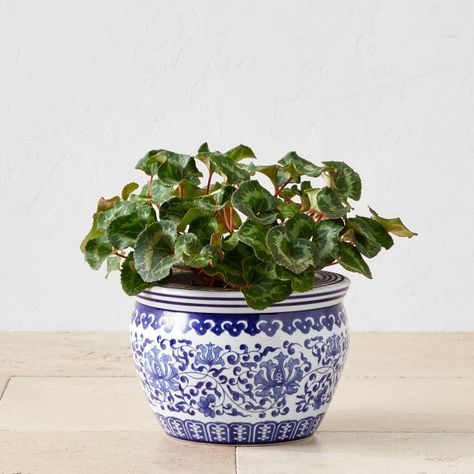 Botanicals & Trees | Williams Sonoma Large Ceramic Planters, Blue White Ceramic, Large Outdoor Planters, Garden Planters Pots, White Ceramic Planter, Fiberglass Planters, Patio Planters, Flower Pots Outdoor, White Plants