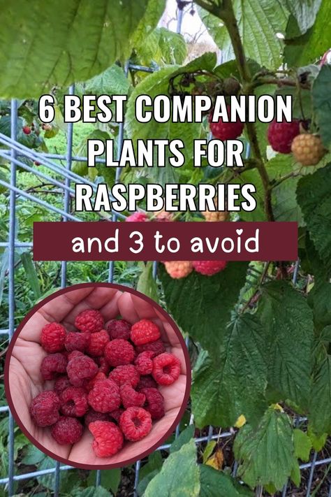 Here are the best companion plants for raspberries and a few you should avoid. Get raspberry garden ideas, backyard berry garden design tips, and how to grow raspberry bushes alongside plants that support healthy growth. Perfect for raspberry landscaping, container gardens, and creating a thriving garden for different types of raspberries! 🌿🍓 Raspberry Landscaping, How To Grow Berry Bushes, How To Plant Berries, Best Way To Grow Raspberries, Growing Raspberries Raised Beds, Backyard Berry Garden, Backyard Berry Garden Design, Raspberry Container Garden, Raspberry Garden Bed