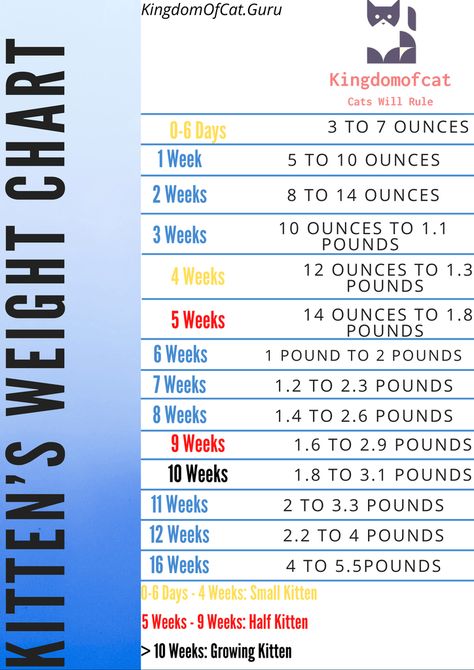 The Complete Guide Weighting For Cat – KingdomOfCats Kitten Weight Chart, Kitten Feeding Chart, Cat Weight Chart, Kitten Feeding Schedule, Cat Feeding Schedule, Fostering Kittens, Kitten Stuff, Weight Chart, Weight Charts