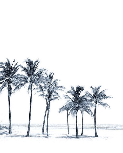 Palm Trees Wallpaper, Black And White Photo Wall, Black And White Picture Wall, Motivational Quotes For Women, Black And White Photograph, Quotes For Women, Photography 101, Tree Wallpaper, Lily Rose Depp