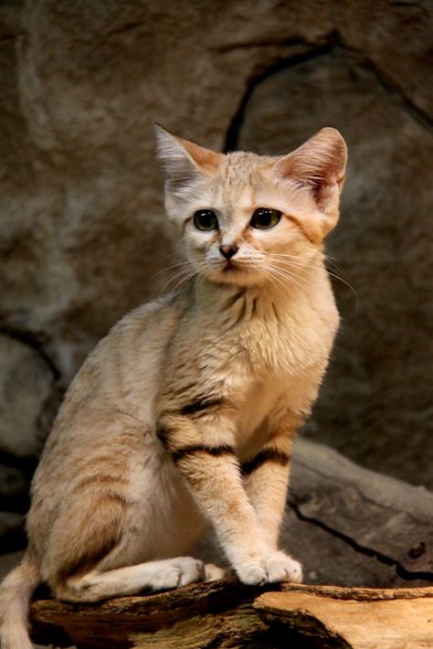 Cat Yawning, Small Wild Cats, Sand Cat, Animal Adaptations, Small Cat, Domestic Cat, Exotic Pets, Beautiful Cats, 귀여운 동물