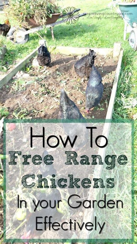 Tips on how to free range chickens in your garden with success. Not only is it easy but can benefit you as well! Suburban Chickens, Chicken Roosts, Farming Chickens, City Chickens, Garden Scapes, Urban Chicken Farming, Chicken Raising, Homestead Animals, Homesteading Tips