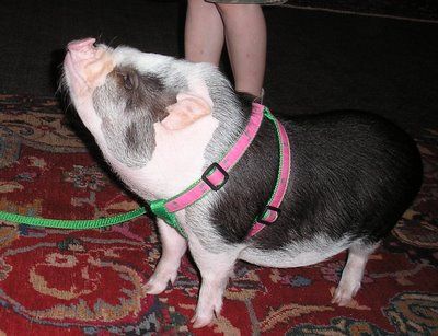 Potbellied Pigs, Mini Potbelly Pigs, Mini Pig Care, Pet Pig Care, Potbelly Pigs, Pot Belly Pig, Coal Train, Pig Showing, Pig Care