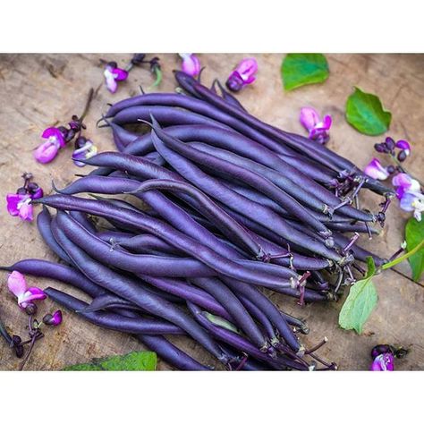 Green Bean Seeds, Purple Vegetables, Purple Beans, Asian Vegetables, Bush Beans, Rainbow Fruit, Bean Seeds, Seed Shop, Purple Garden