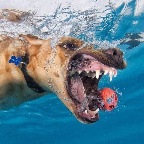 Dogs Underwater, Silly Dog Pictures, Underwater Dogs, Under The Water, Silly Dogs, Water Dog, Stunning Photography, Face Expressions, Animal Planet