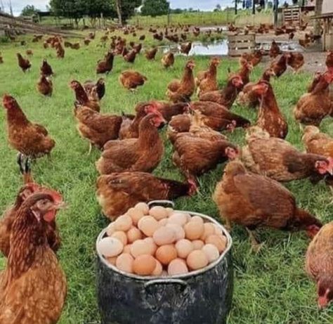 Farm Pictures, Backyard Chicken Farming, Livestock Farming, Beautiful Chickens, Farm Lifestyle, Cattle Farming, Backyard Chicken Coops, Poultry Farm, Farm Fresh Eggs