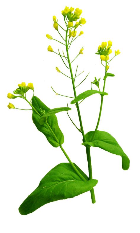 Wild Mustard greens recipe and information for foraging Mustard Plant Tattoo, Mustard Flower Drawing, Garlic Mustard Plant, Wild Gardening, Wild Mustard Plant, Wild Mustard, Yellow Loosestrife Plants, Mustard Plant, Mustard Flowers