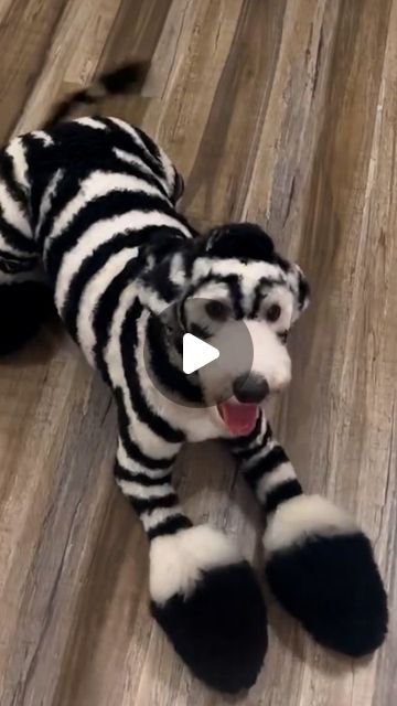 The Koala on Instagram: "Shelter Dogs Get Pampered By Getting Wild Makeovers And Lots Of Love!" Lapso Apso Dogs, Dyed Dogs, Pampered Dogs, Saved Videos, Dog Dye, Halloween Dogs, Dog Humor, Fun Animals, Spoiled Dogs