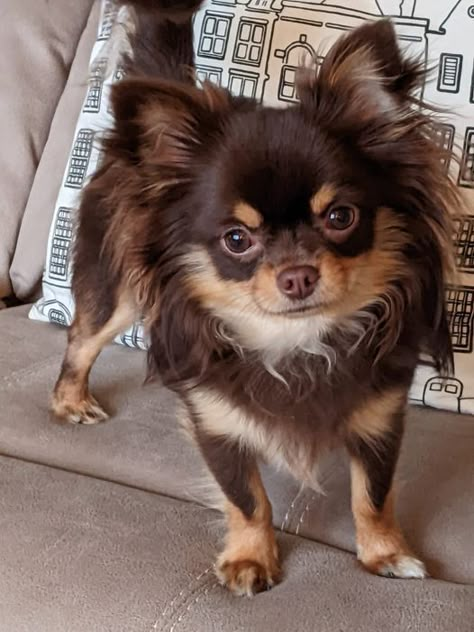 Chocolate Chihuahua Long Hair, Brown Fluffy Chihuahua, Chihuahua Fursona, Chuachua Dog, Chocolate Chihuahua, Fluffy Chihuahua, Long Hair Chihuahua, Brown Chihuahua, Long Haired Chihuahua