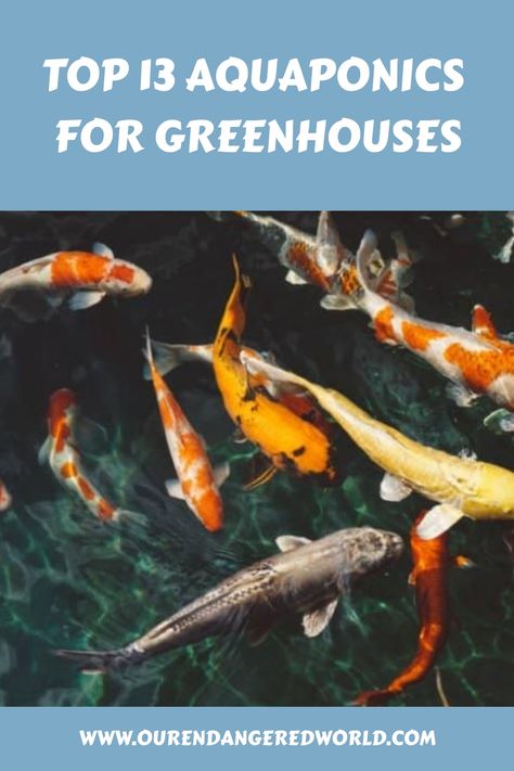 Aquaponics is a great way to produce food in a greenhouse. It provides a sustainable source of fresh vegetables and fish. Aquaponics also helps regulate the temperature inside the greenhouse, making it an ideal and Greenhouse Aquaponics System, Trout Aquaponics, Fish Aquaponics, Hydroponic Fish Tank, Best Fish For Aquaponics, Aquaponics Aquarium, Aqua Farm, Air Conditioner Maintenance, Aquaponics Greenhouse