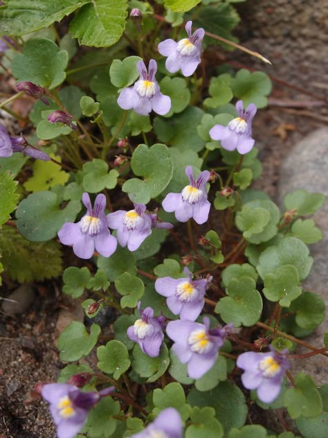 anskupics: “ Cymbalaria muralis — Kenilworth ivy ” Kenilworth Ivy, Ivy Bouquet, Dream Plants, Sloped Garden, Plant Identification, Wonderful World, Wonders Of The World, Perennials, Garden Ideas