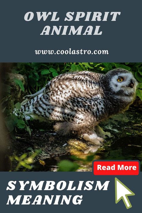 Owl Spirit Animal Meaning, Owl Symbolism, Spiritual Animals, Spirit Animal Meaning, Animal Meanings, Spiritual Animal, Animal Spirit Guides, Power Animal, Animal Spirit