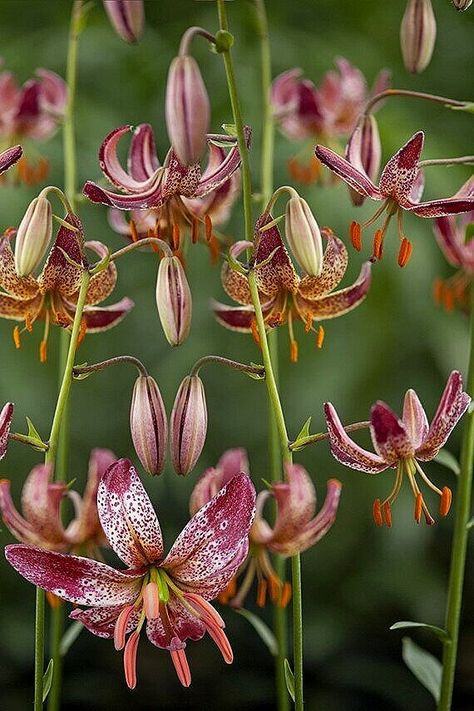 Different Types Of Lilies, Lilium Martagon, Martagon Lily, Types Of Lilies, Longfield Gardens, American Meadows, Lily Garden, Lily Bulbs, Colorful Borders