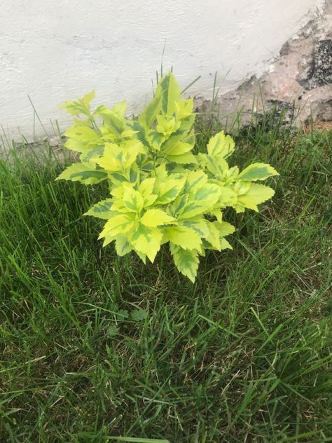 Herbs, Plants