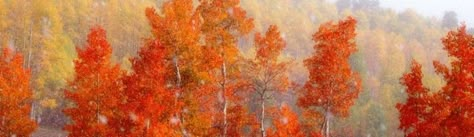 Fall Banner Twitter, Fall Banner Aesthetic, Autumn Header Aesthetic, Fall Notion Cover, Fall Notion Header, Autumn Header, Fall Header, Book Headers, Orange Header