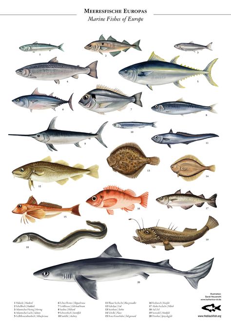 Encyclopedia Illustration, Mola Mola, Rare Fish, Fish Species, Fish Illustration, Types Of Fish, Wall Accessories, Sea Fish, New Poster