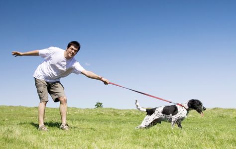 Professional Dog Trainer, Annie Grossman, offers tips on how to train your dog not to pull on the leash so you can avoid shoulder, elbow and wrist pain and injury. Dog Leash Pulling, Puppy Training Biting, Dog Leash Training, Puppy House, Tiny Dog, Leash Training, Puppy Training Tips, Dog People, Dog Hacks