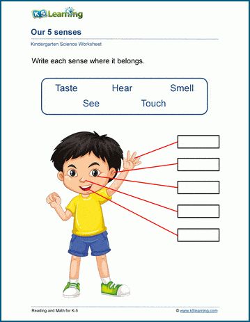 5 Senses worksheets | K5 Learning 5 Senses Worksheet, Science Kindergarten, Kindergarten Grammar, Good Study Habits, Early Science, Comprehension Exercises, The Five Senses, Early Childhood Learning, Grade Spelling