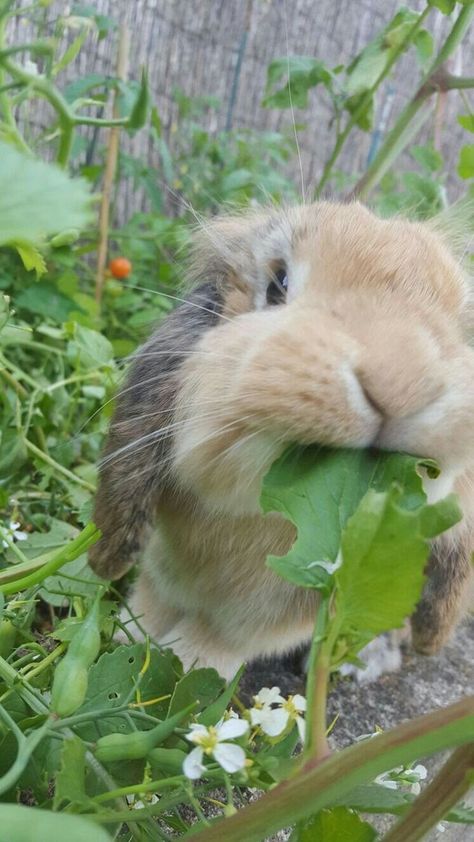 Bunny Care, Rabbit Eating, Pet Bunny, Bunny Pictures, Animals Funny, Pet Rabbit, Funny Bunnies, Cute Animal Pictures, Hamsters