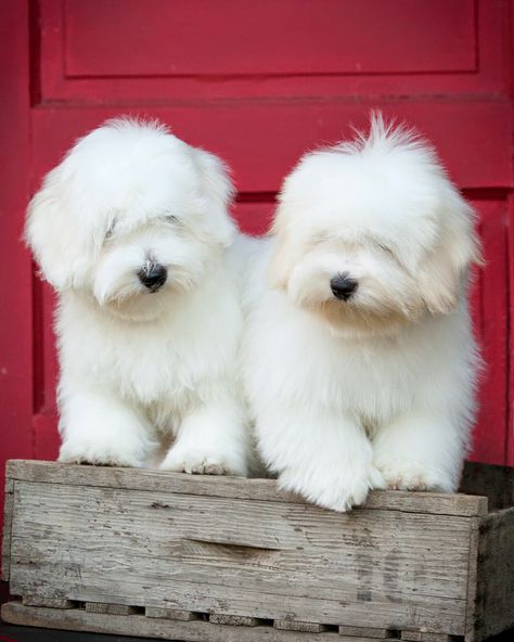 Beautiful Sugar Bay and Mi-Toi Coton's Coton De Tulear Puppy, Coton De Tulear Dogs, Every Dog Breed, Dog Stocking, Coton De Tulear, Cute Puppy Pictures, Westie Dogs, Super Kawaii, Old English Sheepdog