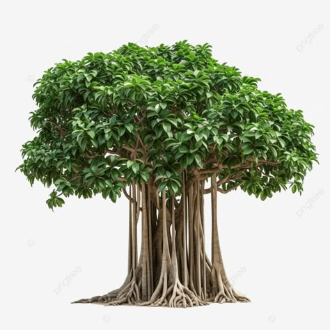 ficus ginseng or banyan tree Banyan Tree Drawing, Banyan Tree Art, Banyan Tree Logo Design, Tree Branding, Banyan Tree Illustration, Tree Png Photoshop, Decal Bloxburg, Ficus Ginseng, Tree Types