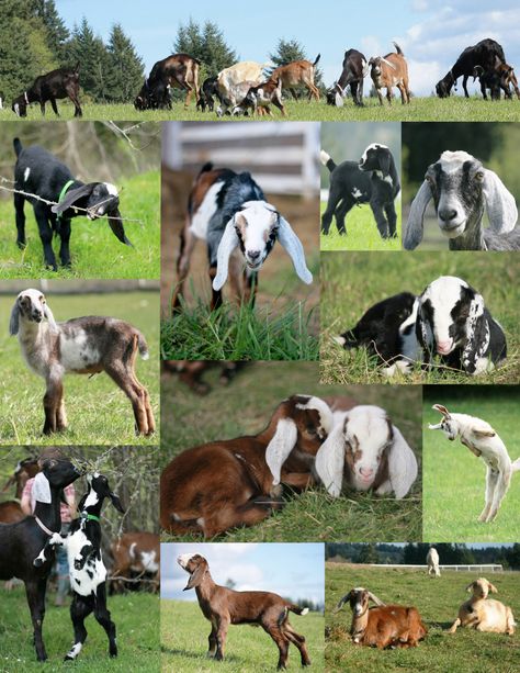 Breezee Creek mini Nubians Farm Goats, Nubian Goats, Nubian Goat, Dairy Goats, Mini Farm, Dairy Farm, Goat Farming, Baby Goats, Dairy Farms