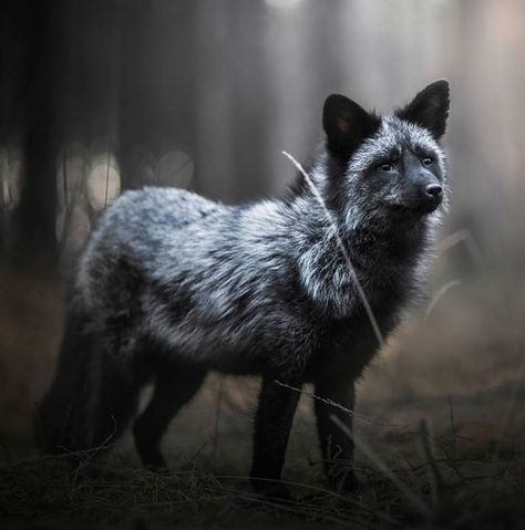 Black Fox by  Iza Lyson by beautiful-wildlife Grey Fox Aesthetic, Silver Fox Art, Silver Fox Aesthetic, Silver Fox Animal, Foxes Photography, Fox Pictures, Black Fox, Pet Fox, Fox Art