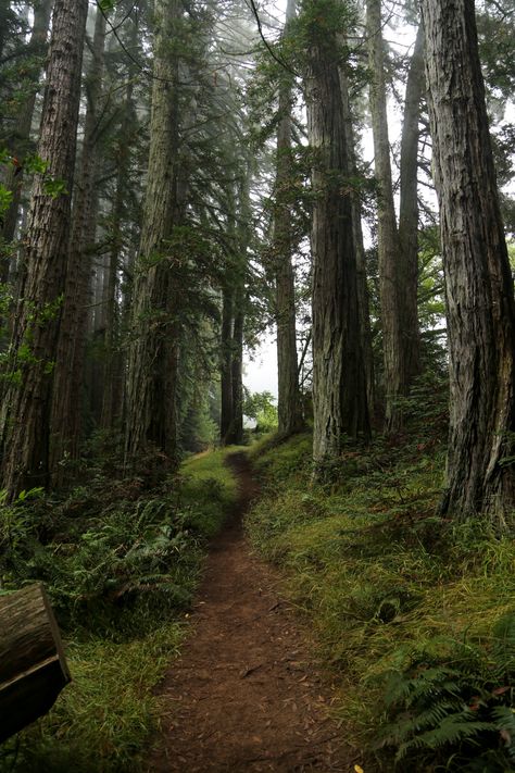 Forest Fairies, Dark Naturalism, Redwood Forest, Forest Path, Pretty Backgrounds, Biome, Walk In The Woods, Deep Forest, Nature Aesthetic