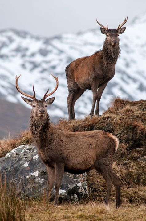 Wild Kingdom, Deer Family, Mule Deer, Manx, Red Deer, Wildlife Photos, A Deer, Animal Planet, Animal Photo