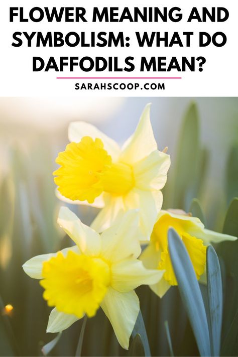 Daffodil Flower Aesthetic, Daffodil Meaning, Daffodils Flowers, Daffodil Flower, Flower Meanings, Paint Flowers, Out And About, Daffodils, Flower Painting