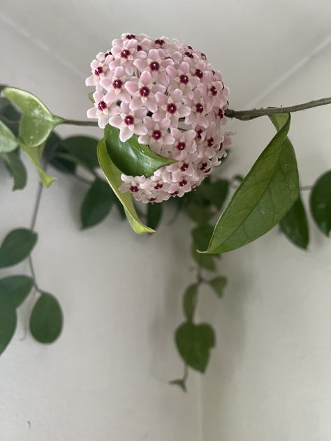 Hoya Blooming! #hoyabloom #houseplant Hoya Flowers Blooming, Hoya Bloom, Hoya Bella, Hoya Obovata, Hoya Plant, Fairy Hair, Wedding Bottles, Green Bottle, Flower Therapy