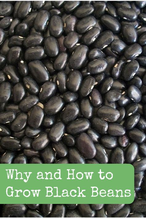 How To Grow Black Beans, Grow Black Beans, Food To Have On Hand, Black Bean Plant, Pioneer Skills, Heirloom Beans, Pnw Gardening, Grow Beans, Vegan Garden