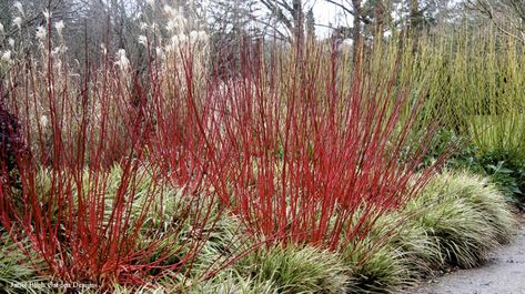 Grow Red-Twig Dogwoods for Winter Color – Grow Beautifully Landscape On A Budget, Winter Garden Ideas, Entrance Landscape, Dogwood Shrub, Cold Climate Gardening, Red Dogwood, Red Twig Dogwood, Fast Growing Shrubs, Landscaping Shrubs