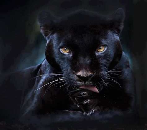 Download Black Puma Wallpaper by PerfumeVanilla - 4f - Free on ZEDGE™ now. Browse millions of popular black Wallpapers and Ringtones on Zedge and personalize your phone to suit you. Browse our content now and free your phone Regnul Animal, Black Jaguar, Black Panthers, Majestic Animals, Cheetahs, Large Cats, Leopards, Animal Tattoos, Animal Planet