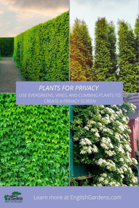 Plants For Privacy, Christmas Stores, Dogwood Shrub, Hedge Plants, Climbing Ivy, Screen Plants, Privacy Plants, Climbing Hydrangea, Clematis Vine