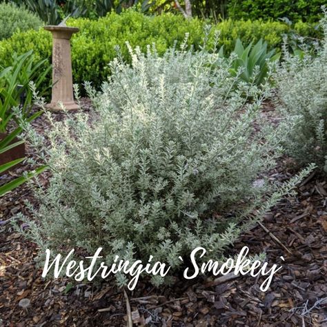 Westringia 'Smokey' is a beautiful medium size native shrub. The soft grey and white variegated foliage will add a splash of colour to the garden. Smokey has small white flowers that bloom throughout the year with the main flush in late winter and spring. 🌼 Order a 10-pack of tubes online at www.planthub.com.au for just $49.50 and if you fill a box, the shipping is on us! Westringia Fruticosa, Hedging Plants, Crepe Myrtle, Buy Plants Online, Bee Friendly, Small White Flowers, Ground Cover Plants, Buy Plants, Late Winter