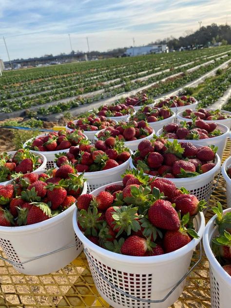 Garden Strawberry, Garden Watering System, Fruit Lunch, Vegetable Pictures, Farm Day, Strawberry Farm, Organic Diet, Farm Lifestyle, Veg Garden