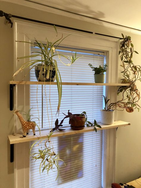 Used common boards from Home Depot. A few shelf brackets and wall anchors (due to plaster walls). Window shelves for plants. Across Window Shelf, Window Plant Shelf With Blinds, Shelf Under Picture On Wall, Floating Shelves Across Window, Shelves On Windows For Plants, Shelf In Window For Plants, Window Shelf Plants, Plant Shelves In Window, Window Ledge For Plants