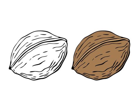 Nut Drawing, Food Line Drawing, Walnut Illustration, Walnut Drawing, Line Drawing Illustration, Design Apps, Doodle Style, Royalty Free Photos, Icon Set