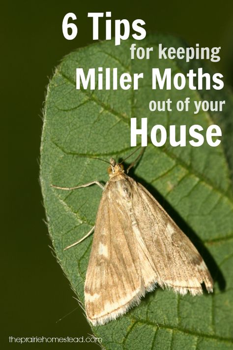 We’re bracing ourselves for battle. They could show up at any time, ready to attack, and we have to be ready. No, I’m not talking about zombies, but it’s almost as bad. I’m talkin’ about miller moths. If you’re wondering what the heck is a miller moth, be glad. Because that means you’ve never had to … How To Get Rid Of Moths Outdoors, How To Get Rid Of Pantry Moths, How To Get Rid Of Moths, How To Get Rid Of Moths In The House, Miller Moth, Getting Rid Of Moths, Prairie Homestead, Homemade Air Freshener, Moth Repellent