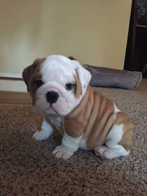 Miniature Bulldog, Miniature Dog Breeds, Puppies Pitbull, Military Working Dogs, Bulldog Breeds, Really Cute Puppies, Best Dog Toys, Pitbull Puppy, Military Dogs