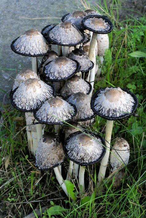 Shaggy Ink Cap (aka Lawyer's Wig or Shaggy Mane, Coprinus Comatus) - common fungus for foraging - must be eaten right away as it will turn black and dissolve itself in a matter of hours after being picked - can be stored for several days by fast microwave drying | Wikimedia Shaggy Mane Mushroom, Mushroom Texture, Shaggy Ink Cap, Ink Cap Mushroom, Black Mushrooms, Flower References, Black Mushroom, Lichen Moss, Mushroom Pictures