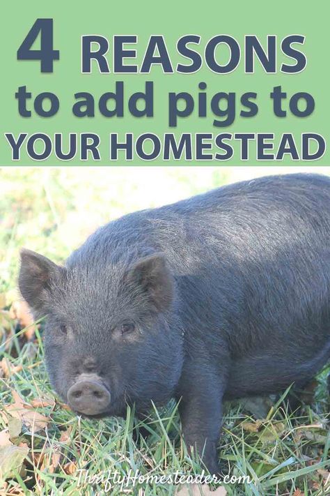 Livestock Homestead, Farm Essentials, Pastured Pigs, Goat Playground, Goat Health, Homesteading Animals, Cattle Barn, Raising Pigs, Hobby Farming