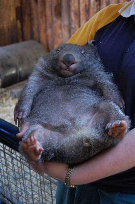 The 25 Most Important Wombats Of All Time Cute Wombat, Baby Wombat, Fat Animals, Fitness Supplements, The Wombats, Australian Animals, Silly Animals, Better Health, Lost Weight