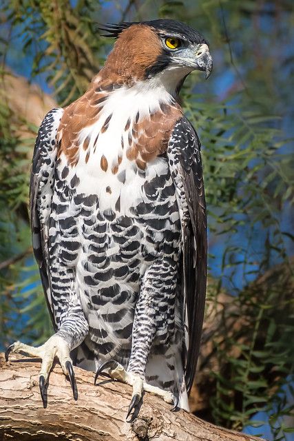 Hawk Images, Eagle Reference Photo, Hawk Wallpaper, Eagle Reference, Hawk Aesthetic, Harpy Eagle Photography, Broad Winged Hawk, Hawk Photos, Hawk Eagle