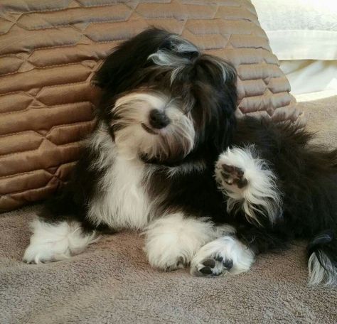 Black And White Havanese, Havanese Grooming, Havanese Dogs, Purebred Dogs, Brown Dog, Old Dogs, White Dogs, Black Dog, Dog Stuff