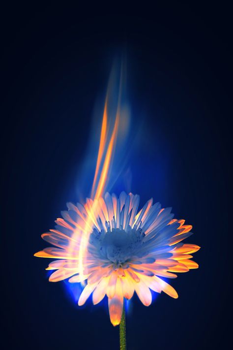 Burning Flower with writing around it saying "what is to give light must endure burning" Blue And Yellow, A Flower, Black Background, A Black, Orange, Yellow, Blue, Black