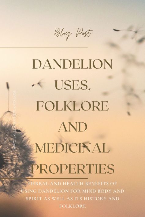 Herbal and health benefits of using dandelion for mind body and spirit as well as its history and folklore. How to use dandelion for its health benefits from root to leaves and flowers Dandelion Root Tea Benefits, Dandelion Lotion, Dandelion Soap, Dandelion Uses, Dandelion Honey, Dandelion Salve, Dandelion Oil, Dandelion And Burdock, Medicinal Weeds