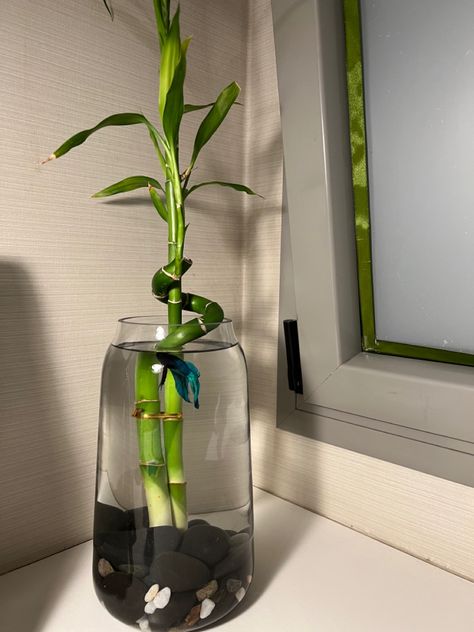 Bamboo Beta Fish Tank, Betta Fish Vase With Plant, Beta Fish Vase Ideas Plants, Fish Vase With Plant, Plants With Fish In Vase, Tiny Fish Tanks, Lucky Bamboo Aesthetic, Lucky Bamboo Fish Tank, Bamboo Fish Tank