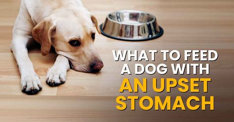 If your dog has tummy problems or doesn't feel well, he may not want his normal food. Here's what to feed a dog with an upset stomach ... Dog Upset Stomach Remedies, What To Feed Dogs, Upset Stomach Food, Upset Stomach Remedy, Dog Upset Stomach, Tummy Issues, Dog Medicine, Upset Tummy, Dog Remedies